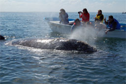 Visitors pet a baby California Gray Whale in Magdalena Bay